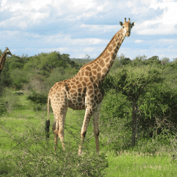 Diffuse文本文件比較和合并工具